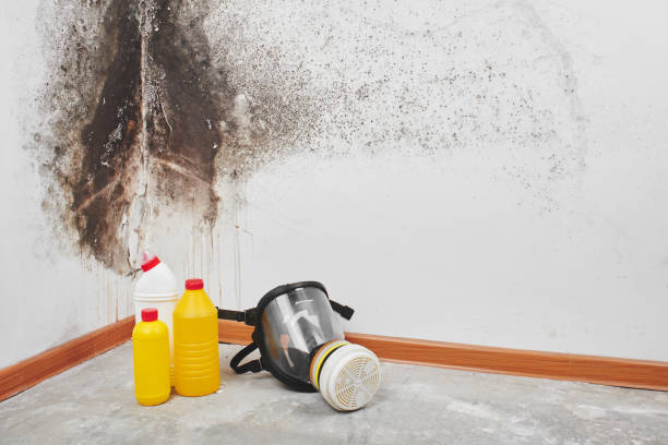 Best Mold Cleaning Services  in Broadview, IL