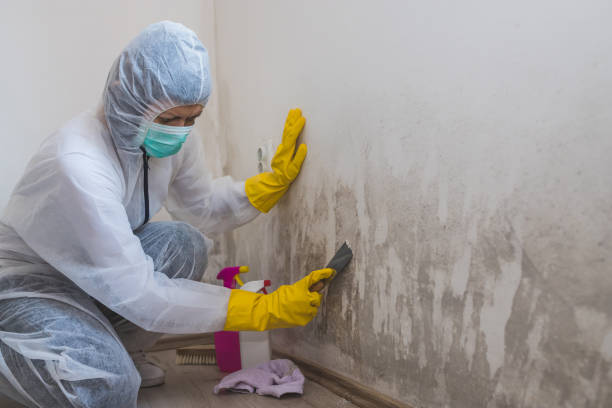 Best Mold Testing and Removal  in Broadview, IL