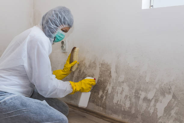 Attic Mold Removal in Broadview, IL
