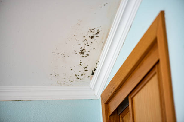 Best Commercial Mold Removal  in Broadview, IL