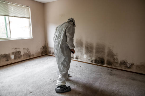 Best Attic Mold Removal  in Broadview, IL