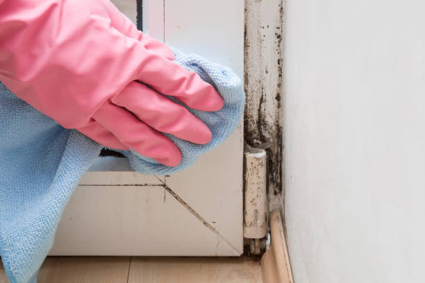 Best Mold Testing  in Broadview, IL