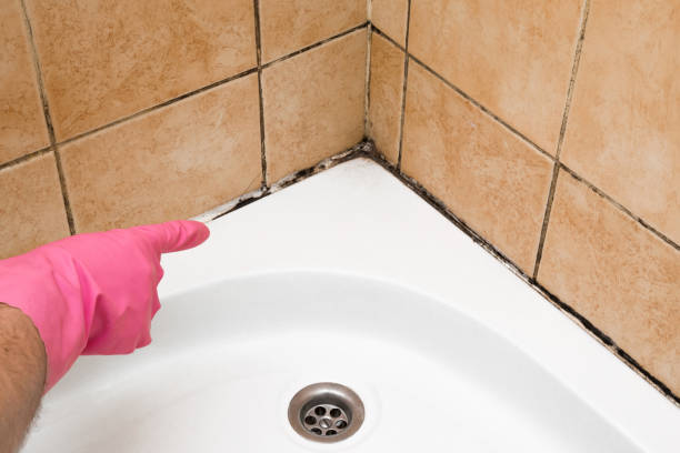 Office Mold Removal Services in Broadview, IL