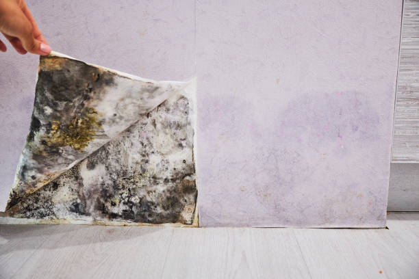 Best Toxic Mold Removal  in Broadview, IL